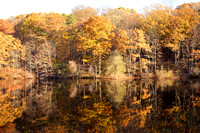 Swan Lake at Rockefeller State Park Preserve - Pleasantville, NY